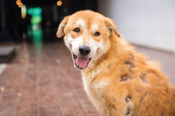 Tackling Common Skin Conditions in Indian Pets
